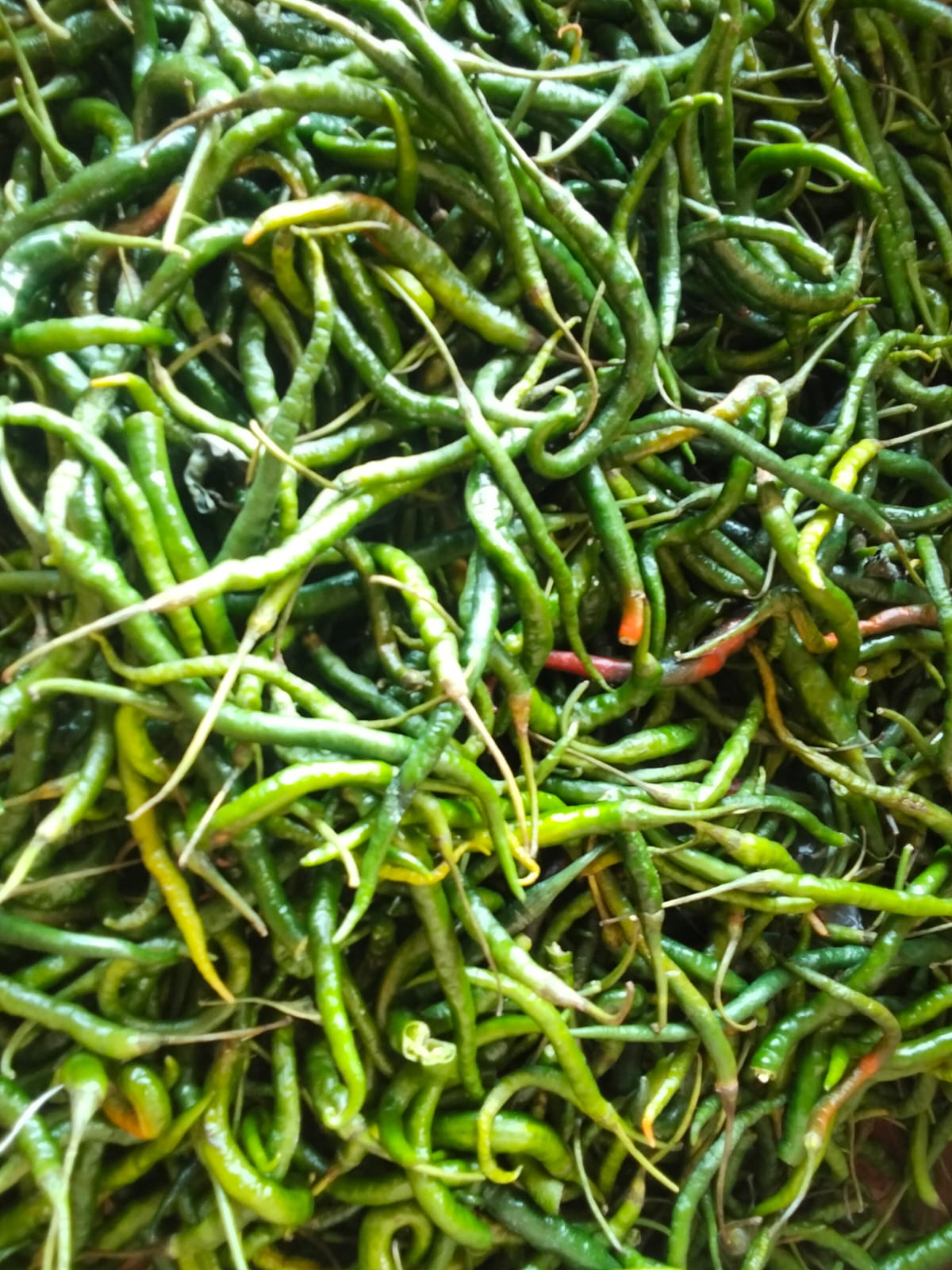 Herba & Rempah