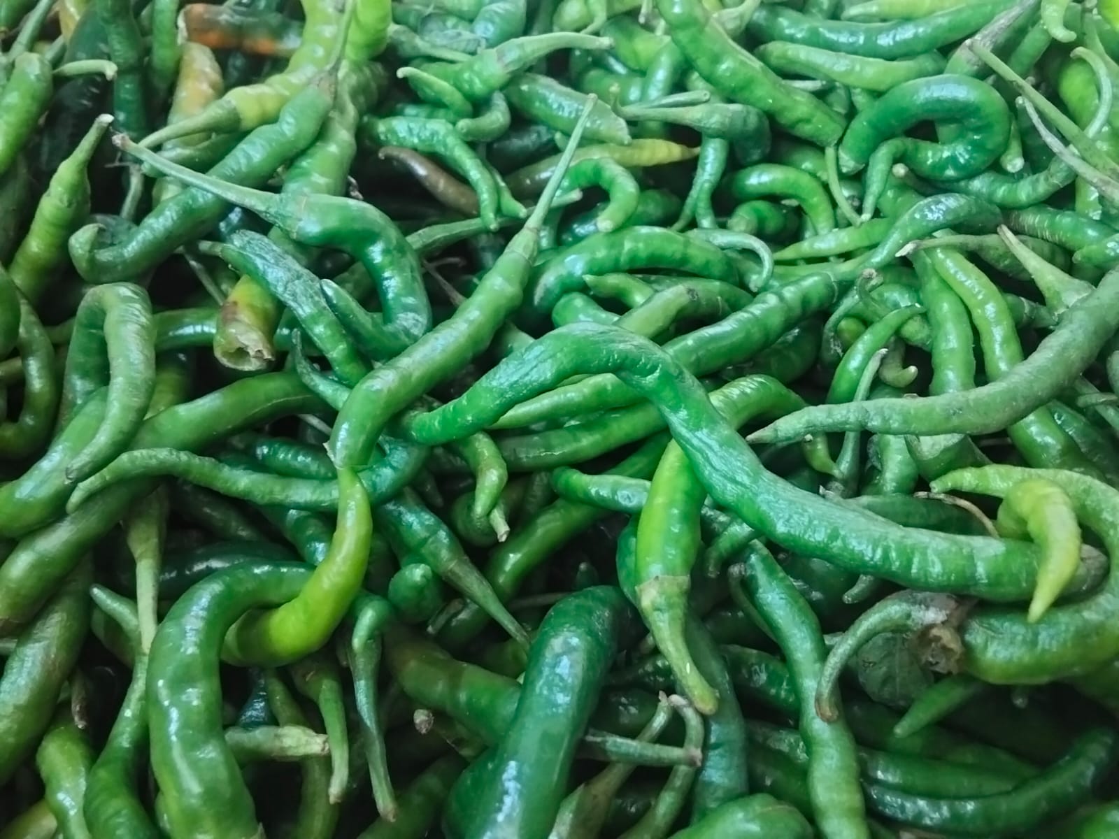 Paprika