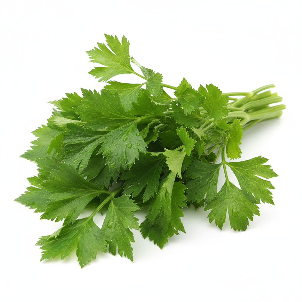 Daun Seledri